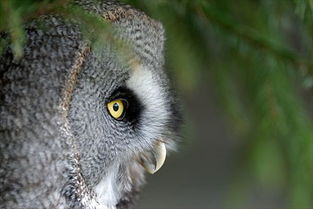 全景网与猫头鹰网络科技 在数字化浪潮中的交融与创新