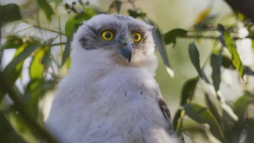 悉尼Chatswood惊现“猫头鹰科技”疑云 一对猫头鹰搅翻华人区，网友热议背后真相