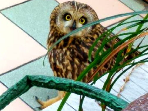 家中飞来不速之客，猫头鹰赖着不走引奇遇
