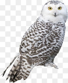 千库网PNG与猫头鹰网络科技 一次美丽的同名邂逅